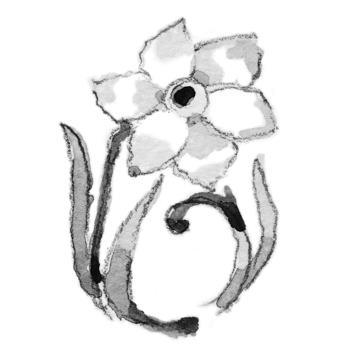 Mart Ayı Daffodil Çiçeği